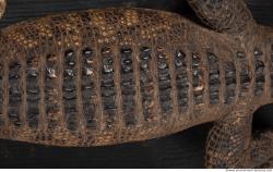 Photo Textures of Crocodil Skin